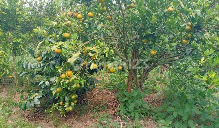 Tanah Kebun Di Petang Shm 4855 M2 Cocok Untuk Kavling Tanah Kebun Di Petang Shm 4855 M2 Cocok Untuk Kavling