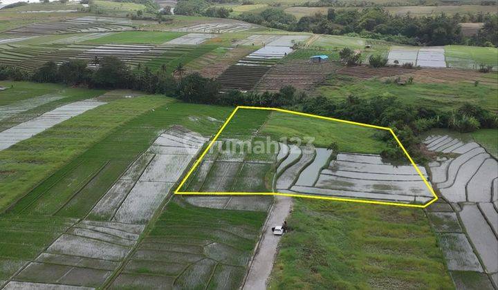 Free hold land at kelating beach Tabanan 8195 IDR 3,250 Mill/m2 1