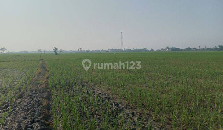 Tanah Sawah Ds Sukawangi Kec Sukawangi Kabupaten Bekasi 2