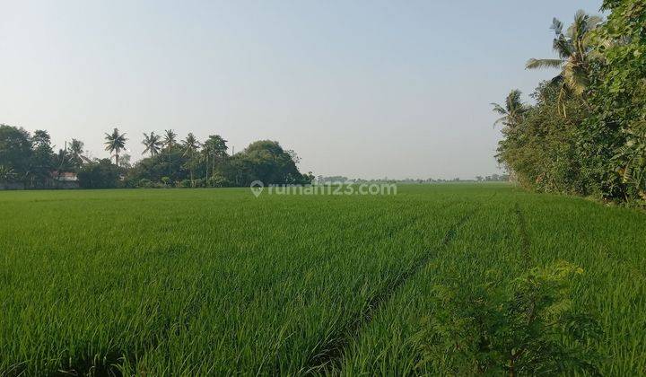 Tanah Sawah siap Bangun di sukawijaya Tambelang Bekasi 1