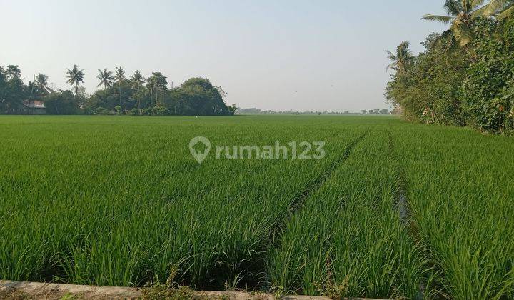 Tanah Sawah siap Bangun di sukawijaya Tambelang Bekasi 2