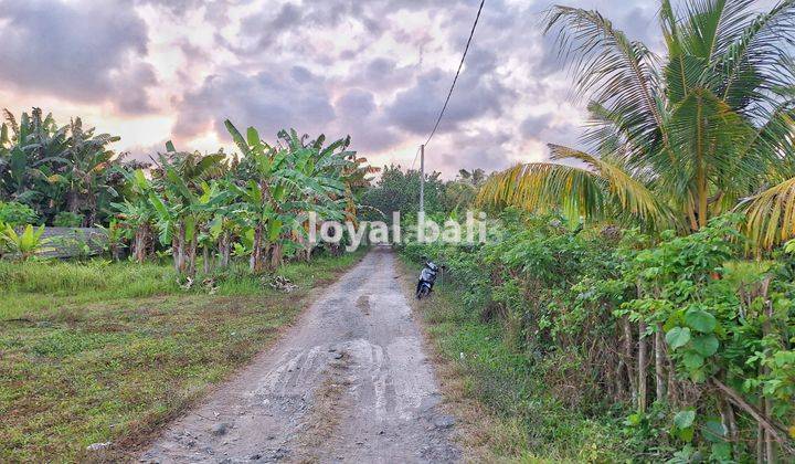 Tanah, Land With Good Area In Jembrana, Bali 2