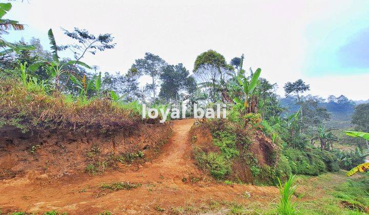 Tanah, Beautiful Land with Countour Shape For Sale in Buleleng, Singaraja, Bali 2