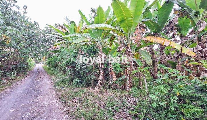 Tanah, Land With Good Area In Jembrana, Bali 2