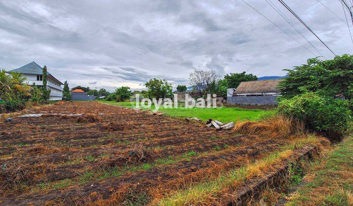 Tanah 20 Are, 2.000m2 Excellent Land In Popular Area In Buleleng, Bali 2