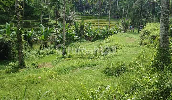 Tanah View Sawah Dan Jangle Luas Di Tegallalang Ubud Tanah View Sawah Dan Jangle Luas Di Tegallalang Ubud