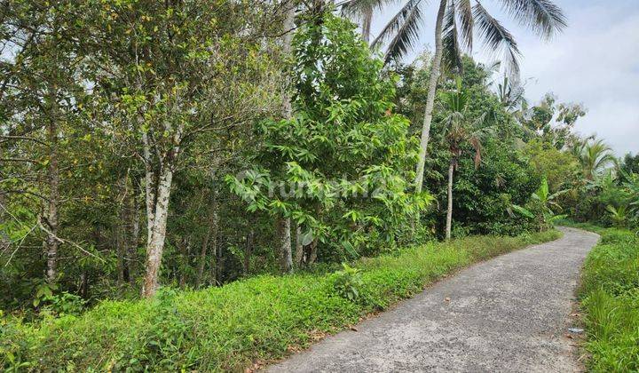 Land with jungle view and river view, bonus durian and coconut trees 2