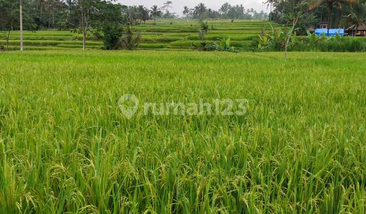 Full View Terraced Rice Field Land in Tegallalang, Ubud, Bali