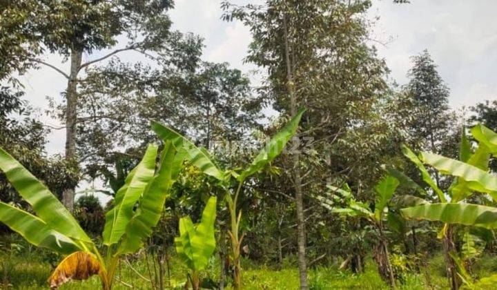 Tanah kontur datar bonus pohon durian, Boleh ambil 4000m2 1