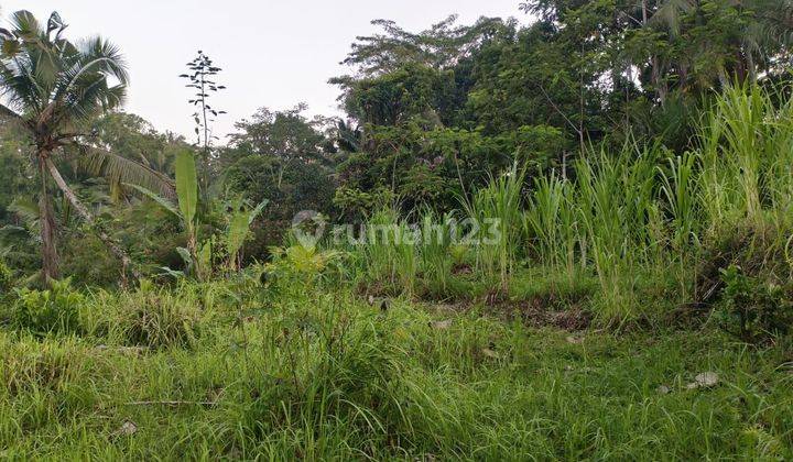 Tanah view jungle hadap utara di Ubud lebar depan 143 meter 1