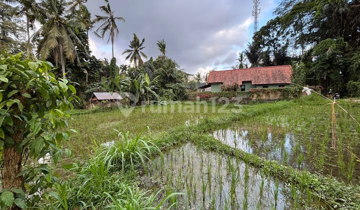 Tanah View Sawah Indah Di Singakerta Ubud Bali Tanah View Sawah Indah Di Singakerta Ubud Bali