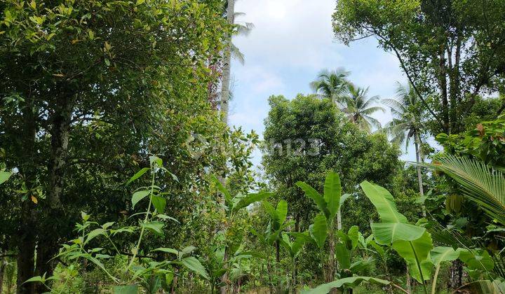 Tanah perkebunan di kawasan medewi surfing, akses jalan 4 meter aspal 2
