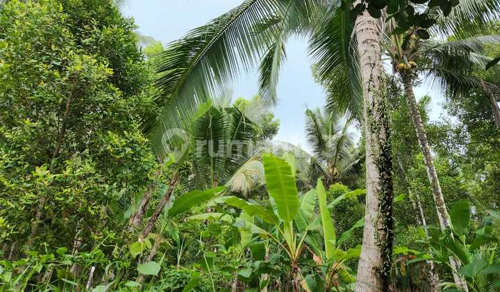 Tanah perkebunan di kawasan medewi surfing, akses jalan 4 meter aspal 4