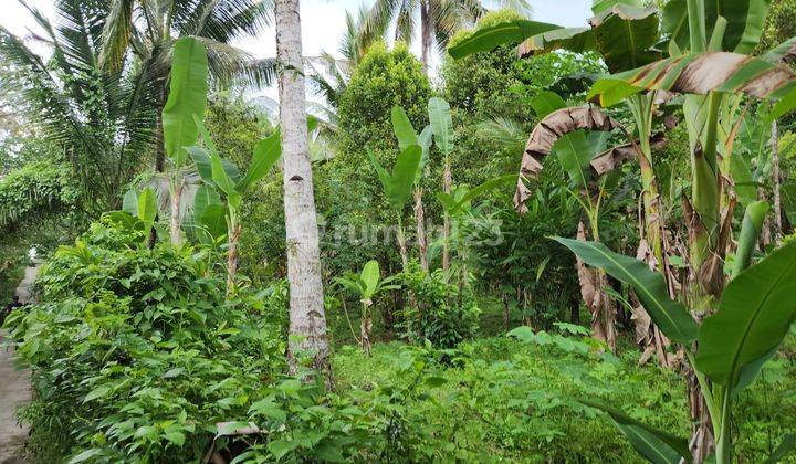 Tanah perkebunan di kawasan medewi surfing, akses jalan 4 meter aspal 5