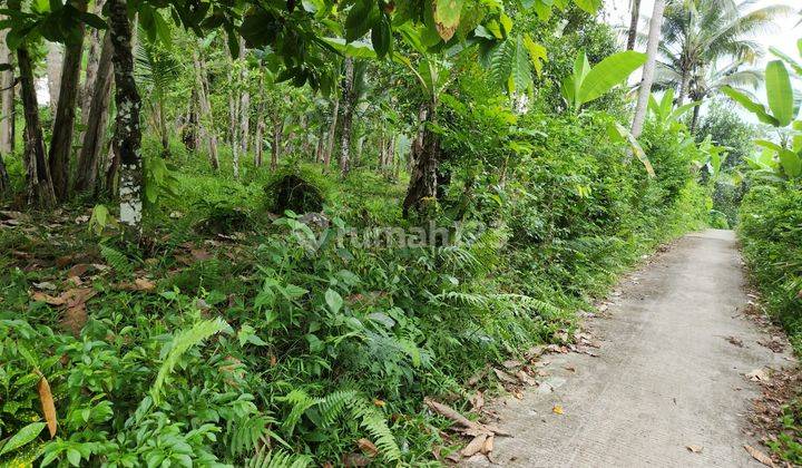 Tanah perkebunan di kawasan medewi surfing, akses jalan 4 meter aspal 7