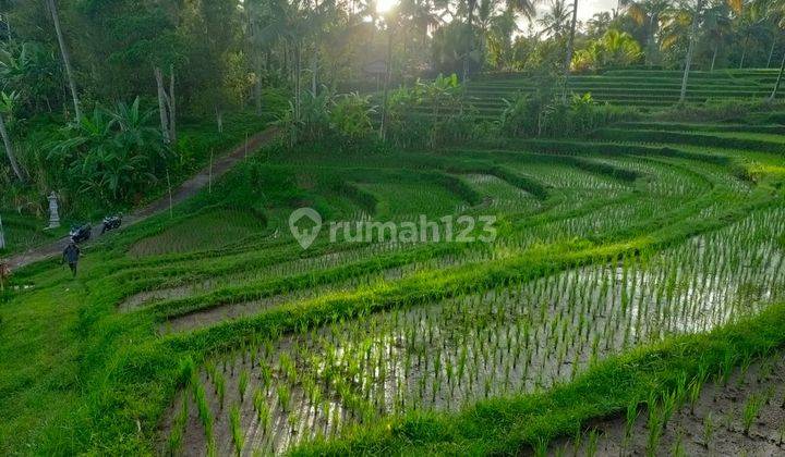 Tanah full view terasering sawah di tegallinggah tabanan akses jln beton 2