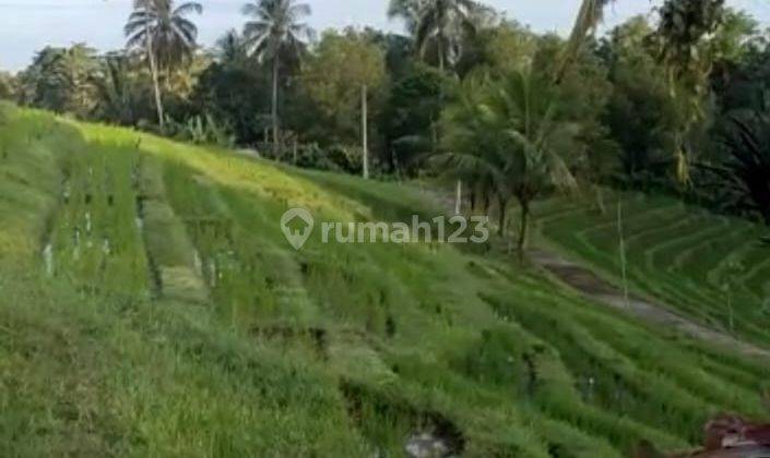 Tanah full view terasering sawah di tegallinggah tabanan akses jln beton 4