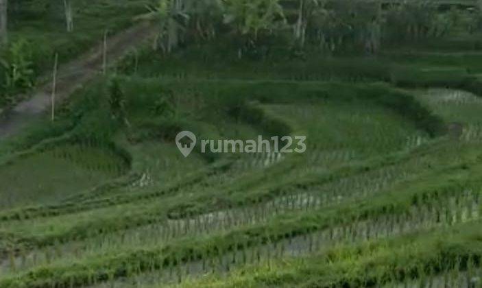 Tanah full view terasering sawah di tegallinggah tabanan akses jln beton 10