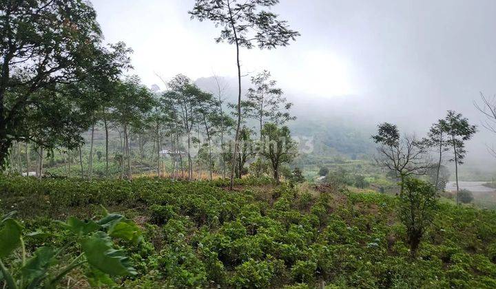 Tanah kavling view danau dan jungle, boleh beli 500m2 1
