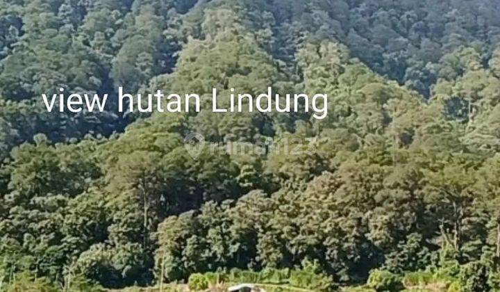 Tanah full view hutan lindung di Buleleng, Akses jalan 5 meter 1