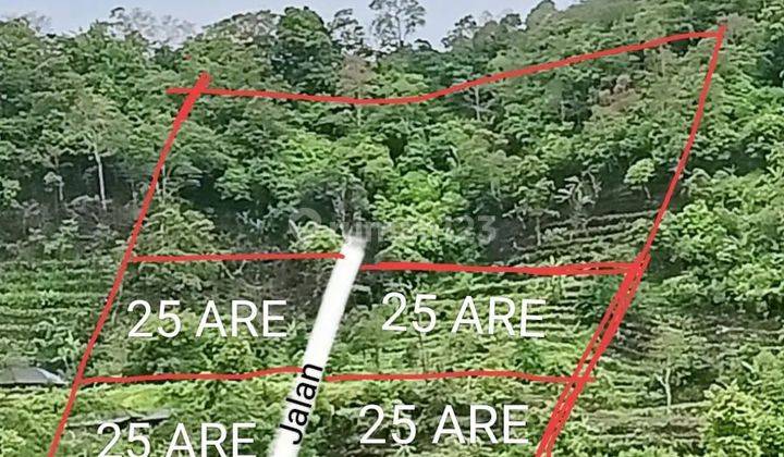 Tanah full view hutan lindung di Buleleng, Akses jalan 5 meter 2