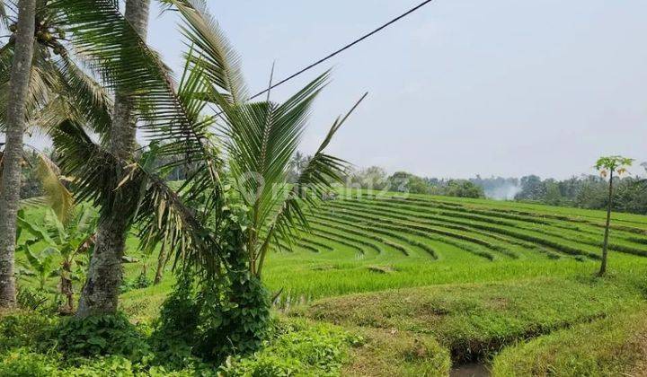 Tanah los tebing air terjun, view jungle dan sawah di Tabanan 2