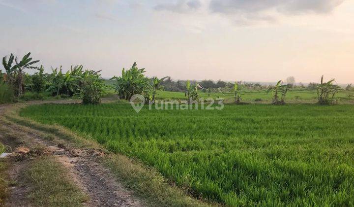 Tanah view sawah dan view laut di jalan pantai pasut tabanan 2