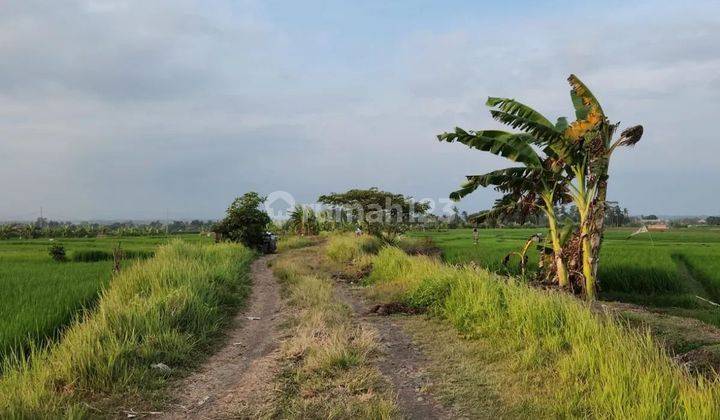 land with full view of rice fields on the Pasut beach road, 4 meter access road 1