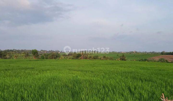 land with full view of rice fields on the Pasut beach road, 4 meter access road 2