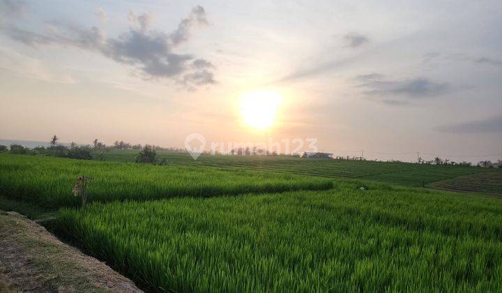 tanah view terasering sawah di jalan pantai pasut tababan 2