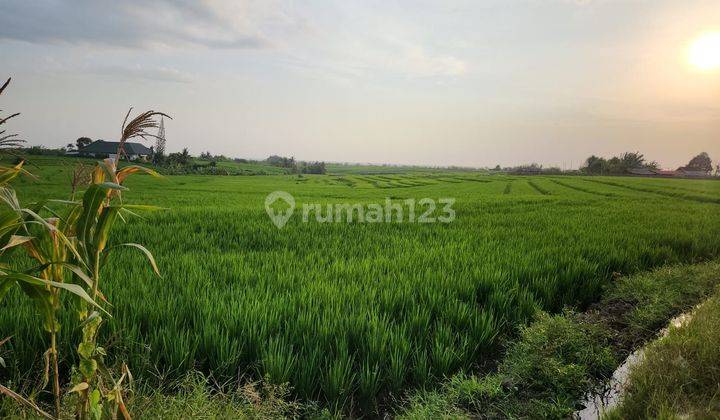 tanah view terasering sawah di jalan pantai pasut tababan 1