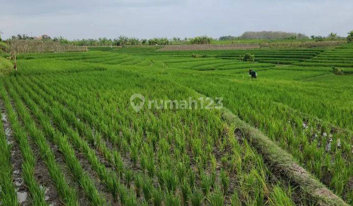 Terraced rice field view land on Pasut beach road, 4 meter road access 1