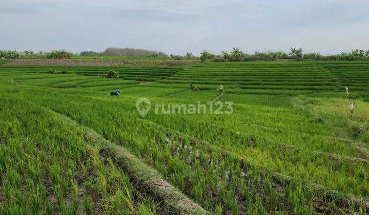 Terraced rice field view land on Pasut beach road, 4 meter road access 2