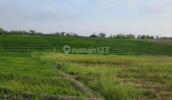 Land with view of rice field terraces in Tabanan, 4 meter road access 1