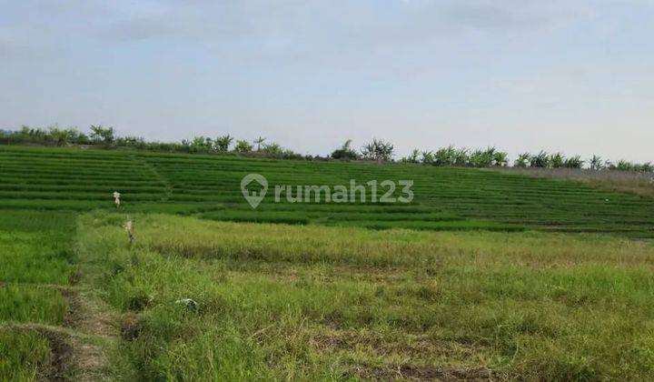 Tanah view sawah dan laut di jalan pantai pasut, akses jalan 4 meter 1