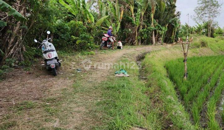 Tanah view sawah dan laut di jalan pantai pasut, akses jalan 4 meter 2