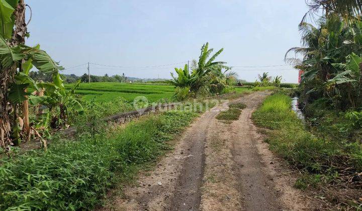 Tanah view terasering sawah di jalan pantai pasut akses jalan 5 meter 1