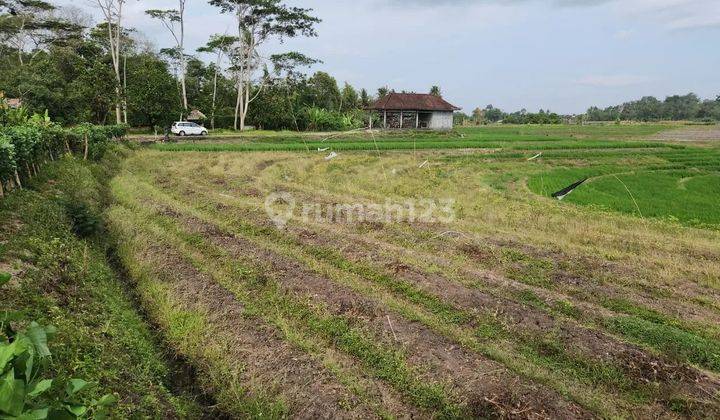 Tanah view terasering sawah di jalan pantai pasut akses jalan 5 meter 2