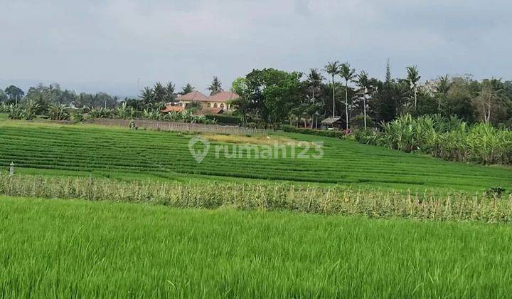 Land with terraced view facing east rice fields, 4 meter road access 1