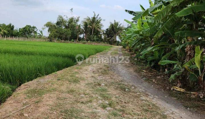 Land with terraced view facing east rice fields, 4 meter road access 2