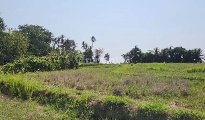 Tanah view sawah di jalan pantai kelating, akses jalan 5 meter 1