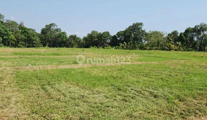 Tanah View sawah di jalan pantai kelating, akses jalan 6 meter beton 1