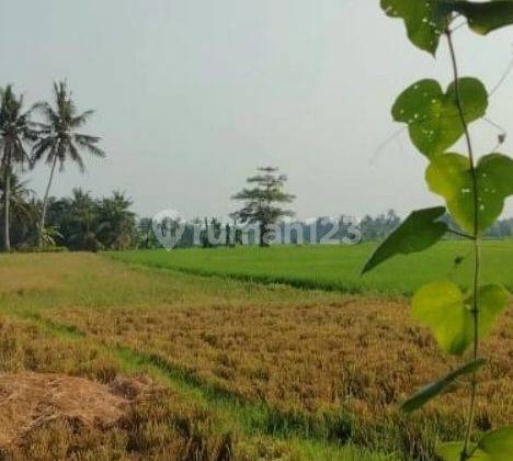 tanah jalan sawah indah, sentral ubud, view sawah cocok untuk komersial/pribadi 1