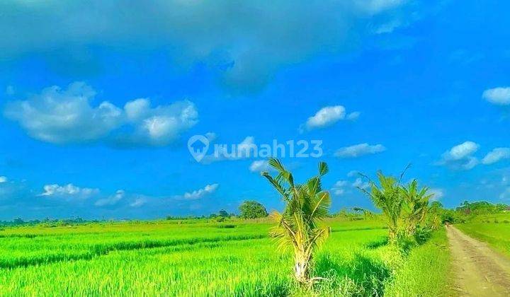 Tanah view laut dan hamparan sawah di jalan pantai kelating 1