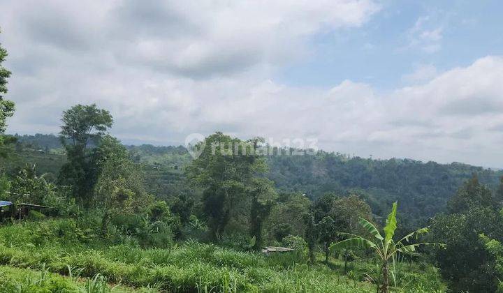 Tanah view hamparan sawah di desa mayungan Bedugul 1