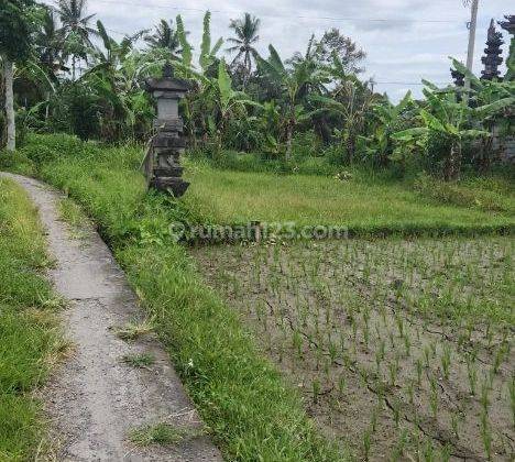 tanah view hamparan sawah di jalan capella resort, Ubud, akses jalan 4 meter 1