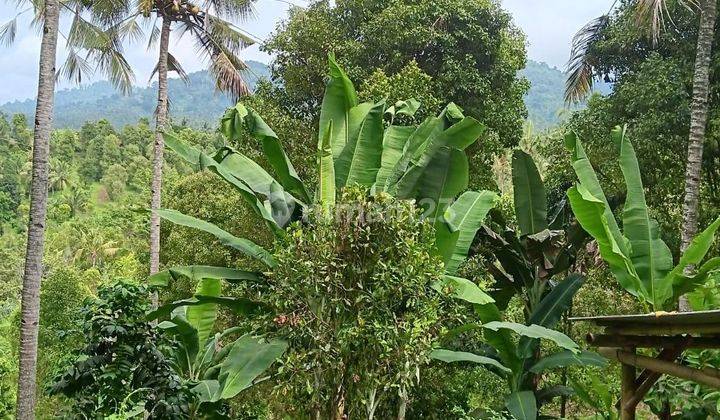 Land with sea and jungle views in Jembrana, in the form of Ngantong land 1