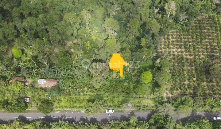 tanah view jungle di jalan utama pelaga akses jalan 10 meter 1