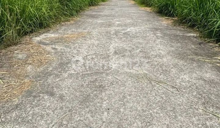 Land with rice field view in Gianyar, road access 4 meters