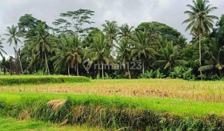 Tanah full view sawah di Jalan raya utama Sebali, Ubud 1